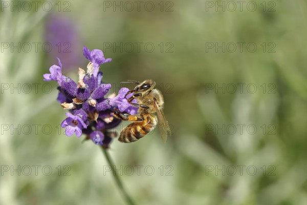 Honey bee (Apis mellifera) on a lavender flower (Lavandula angustifolia), macro photograph,