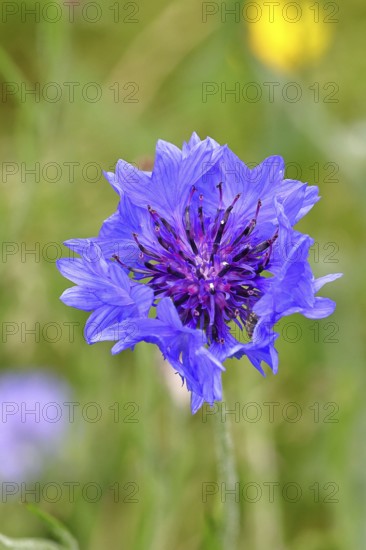 Cornflower (Centaurea cyanus), blue flower at the edge of a field, close-up, Wilnsdorf, North