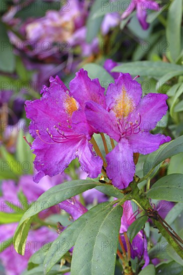 Rhododendron flowers (Rhododendron Homer), purple flowers, in a garden, Wilnsdorf, North