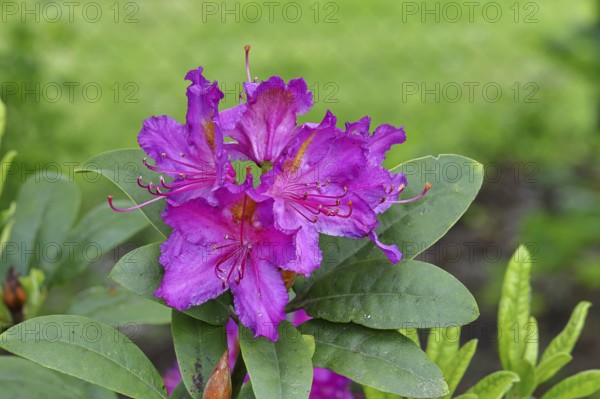 Rhododendron flowers (Rhododendron Homer), purple flowers, in a garden, Wilnsdorf, North