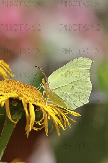 Lemon butterfly (Gonepteryx rhamny) on a yellow flower of a Great Telekie (Telekia speciosa),