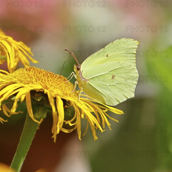 Lemon butterfly (Gonepteryx rhamny) on a yellow flower of a Great Telekie (Telekia speciosa), macro