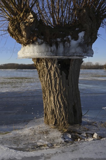 Flood mark... Pollard willow (Salix sp.) during the winter flood Rhineland 2020, 2021 enclosed in