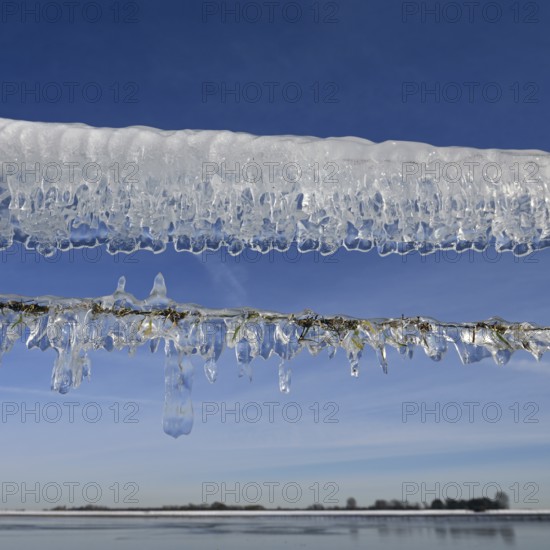 Ice age... Curtain of icicles (Rhine flood) on a pasture fence on Bislicher Insel in winter 2020,