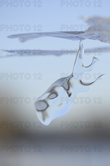 Dive in... Whale (Rhine flood 2020, 2021), naturally grown ice sculpture formed by wind and weather