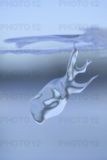 On a dive on the Lower Rhine... Whale (winter flood 2020, 2021), naturally grown ice sculpture