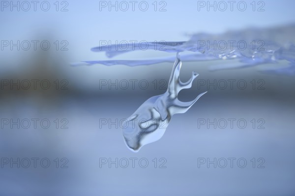 On a dive on the Lower Rhine... Whale (winter flood 2020, 2021), naturally grown ice sculpture