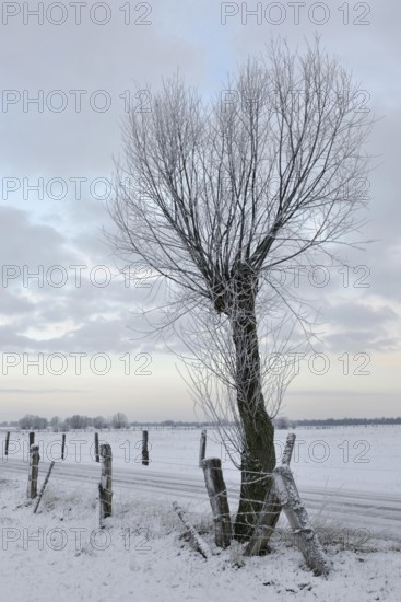 Young pollarded tree, probably pollarded willow (Salix sp.) at the edge of a snow-covered field