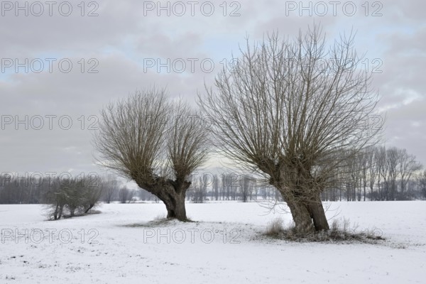 Old pollarded trees, pollarded willows (Salix sp.) on Bislicher Island in winter with snow,