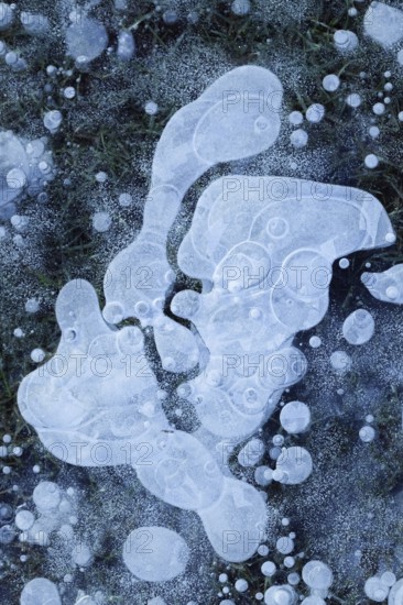 Air bubbles... Ice (winter flood 2020, 2021), ice layer with frozen air bubbles on a meadow on the