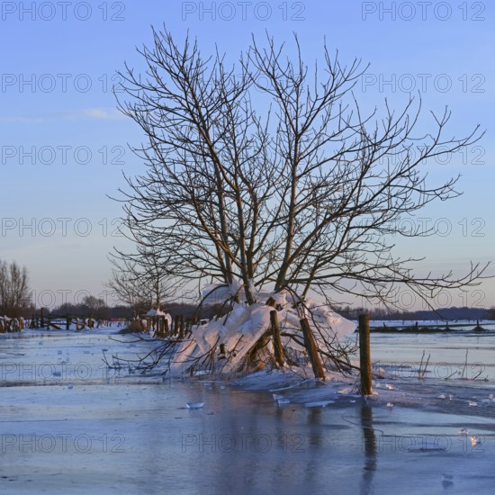 Landfall, ice age on Bislicher Insel... Winter mood (Lower Rhine), after the flood came severe