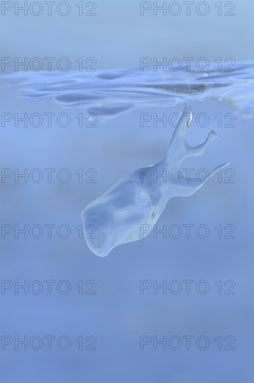 Whale watching on the Lower Rhine... Whale (winter 2020, 2021), naturally grown ice sculpture