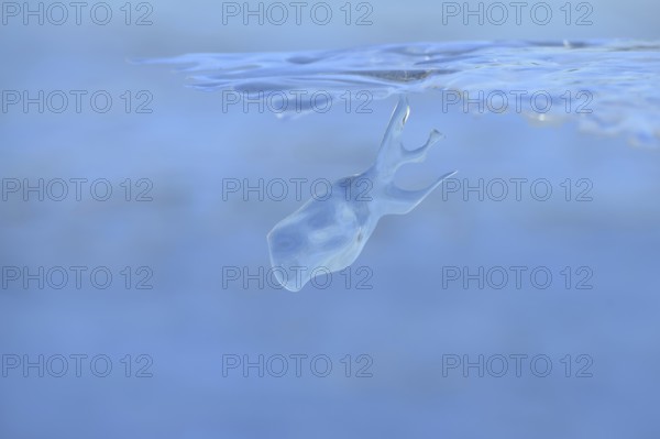 Whale watching on the Lower Rhine... Whale (winter 2020, 2021), naturally grown ice sculpture
