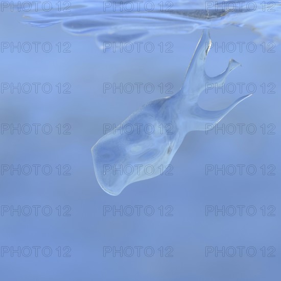Whale watching on the Lower Rhine... Whale (winter 2020, 2021), naturally grown ice sculpture