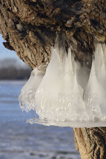 Natural flood level indicator... Bislicher Insel (winter flood 2020, 2021), ice rings on the trees