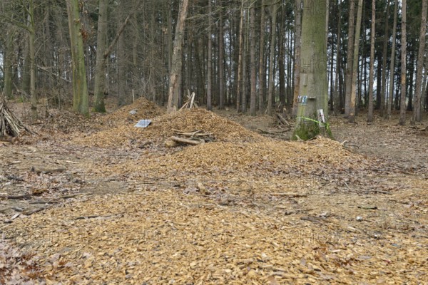 Symbolic monument in Hambach Forest, which is intended to draw attention to the deforestation that