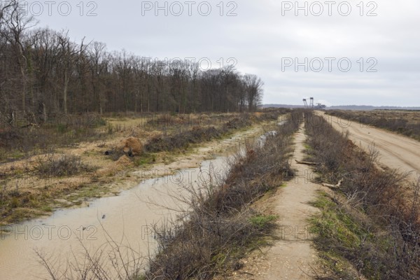 View of Hambach Forest and the nearby edge of the open-cast lignite mine. Hambach Forest became a