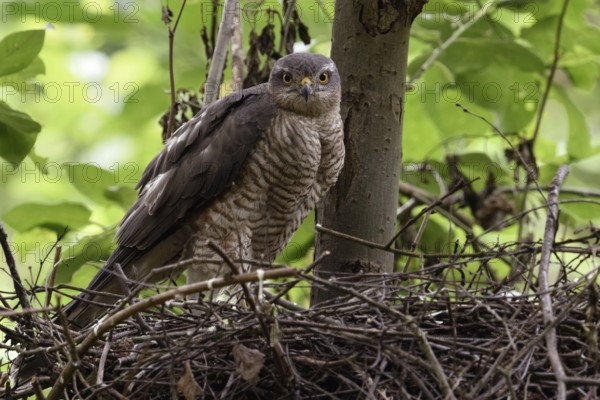 Sparrowhawk eyes... Sparrowhawk (Accipiter nisus), female sparrowhawk, widespread, secretive bird