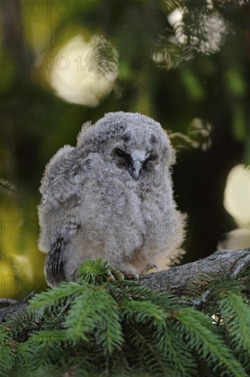 The nestling... Long-eared owl (Asio otus), long-eared owl nestling, young owl, young bird in moult
