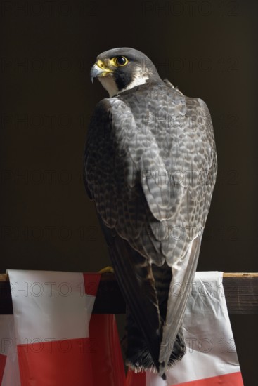 Proud bird... Peregrine falcon (Falco peregrinus), male, tercel, resting on a wooden railing, rear