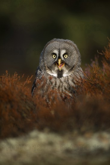 Funny owl... Bearded owl (Strix nebulosa), calling owl sits in the herb layer on the ground, looks