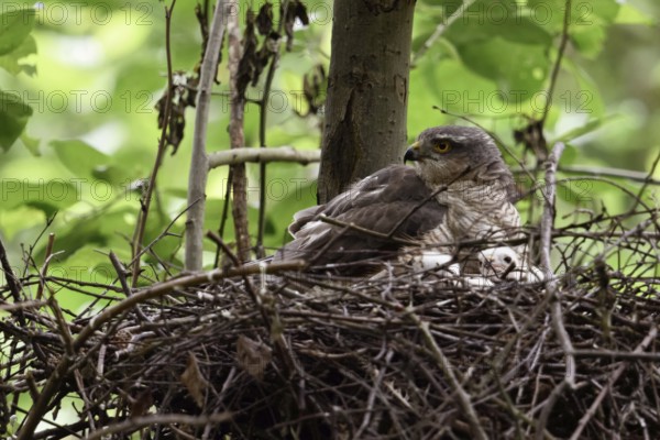 Hooting... Sparrowhawk (Accipiter nisus (, female adult bird sitting on the nest, eyrie, warming