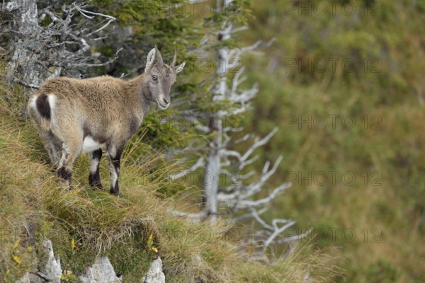 A quick look back... Alpine ibex (Capra ibex), female ibex in typical rustic surroundings in the
