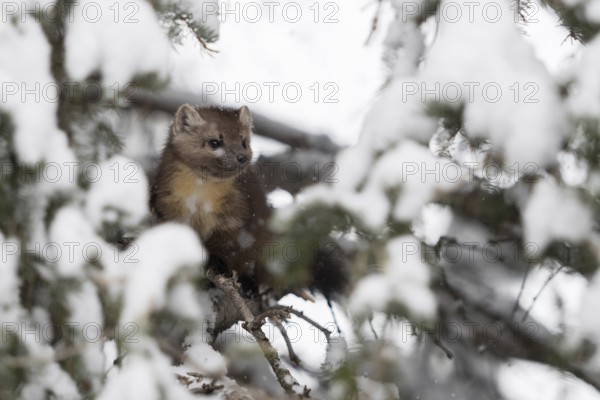 Through a gap in the branches... Pine marten (Martes americana) sits hidden in the branches of a