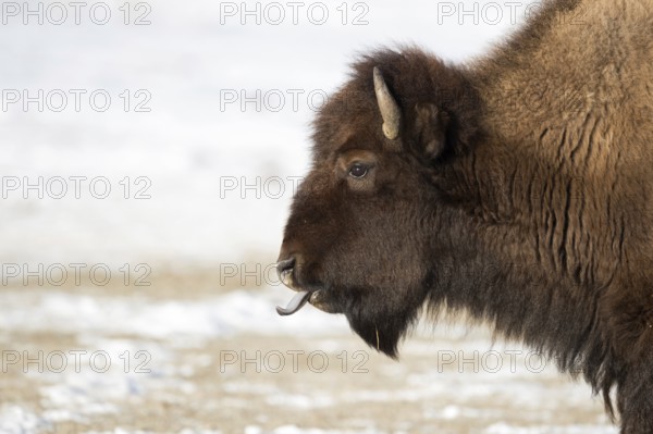 Blue tongue... American Bison (Bison bison) sticks out its tongue, licks its nostrils, detailed