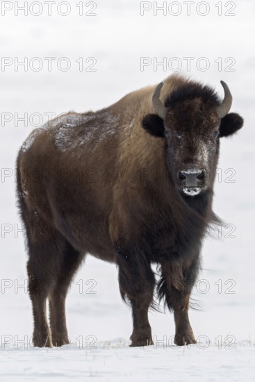 Direct eye contact... American Bison (Bison bison), adult female in winter in the snow, frontal