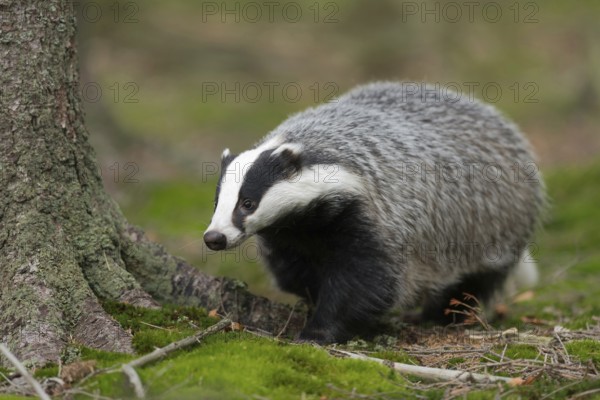 Out and about in the forest ... European badger (Meles meles), adult, particularly strong animal,