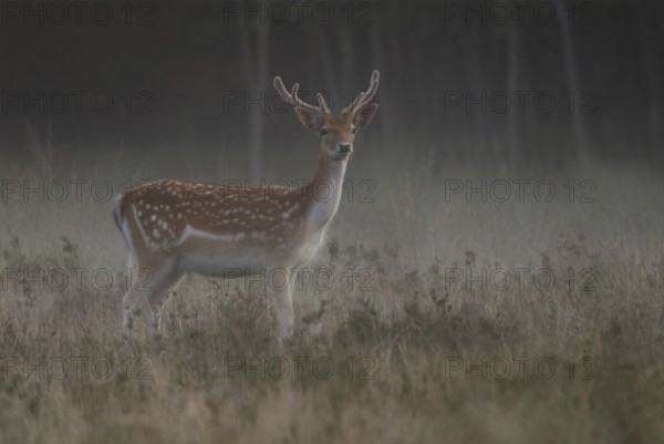At dawn... Fallow deer (Dama dama) with fresh velvet antlers, attentive fallow deer in the very