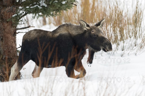 In the depths of winter... Elk (Alces alces), young bull elk with shed antlers in typical habitat