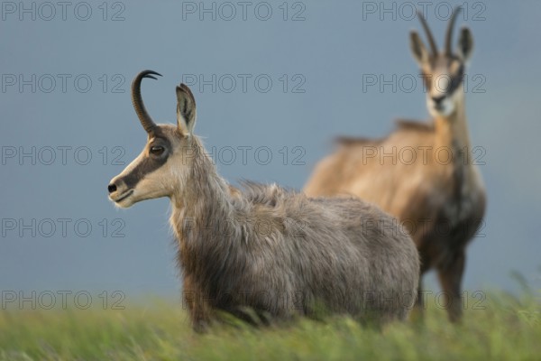 In the tall grass... Chamois (Rupicapra rupicapra), two chamois early in the morning at sunrise on