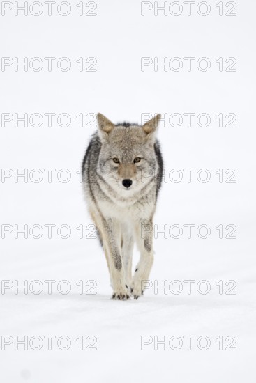Straightforward... Coyote (Canis latrans) in winter, running through the snow directly towards the