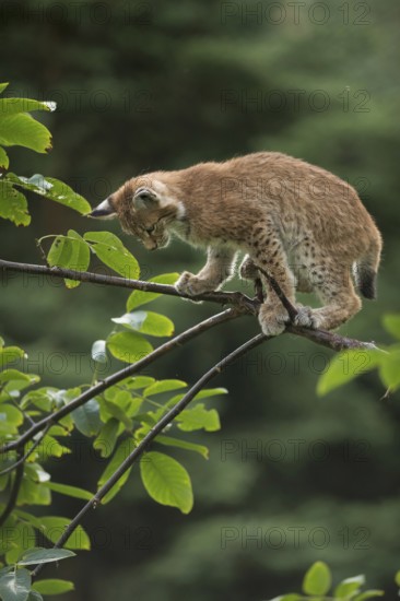 The view downwards... Eurasian lynx (Lynx lynx), young lynx balancing carefully on a thin branch,
