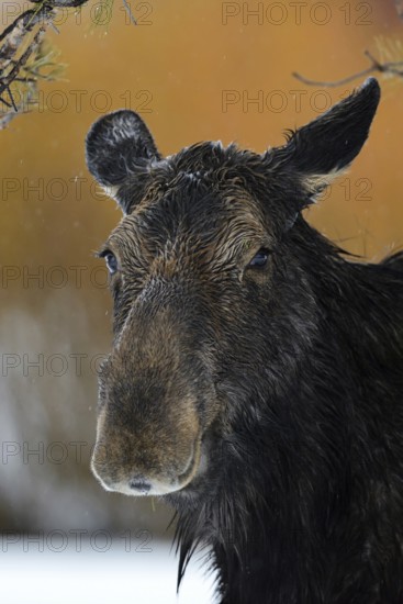 Cow elk... Elk (Alces alces) in winter in the rain, adult female, detailed head portrait, wildlife,