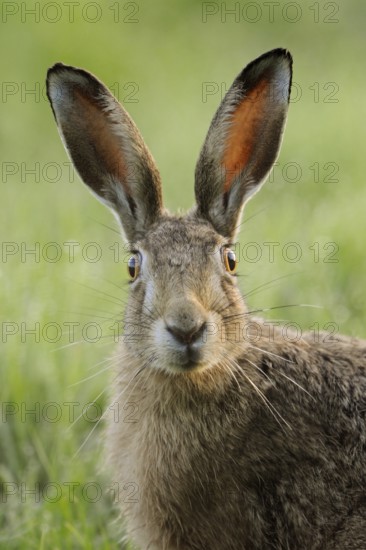 With big eyes... European hare (Lepus europaeus), hare looking directly into the camera, threatened