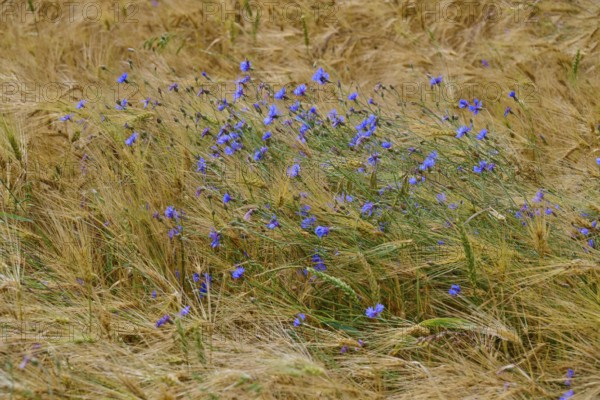 Blue cornflowers swaying in the wind in a brown cornfield, Germerode, Geo nature park Park