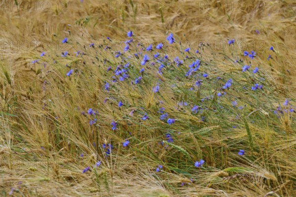 Cornflowers in a windswept cornfield convey peace and simplicity, Germerode, Geo nature park Park