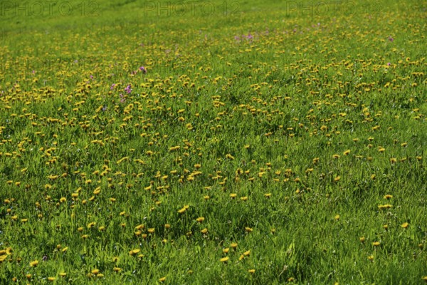 Meadow strewn with yellow dandelion flowers in a lively spring landscape, spring, Schauinsland,