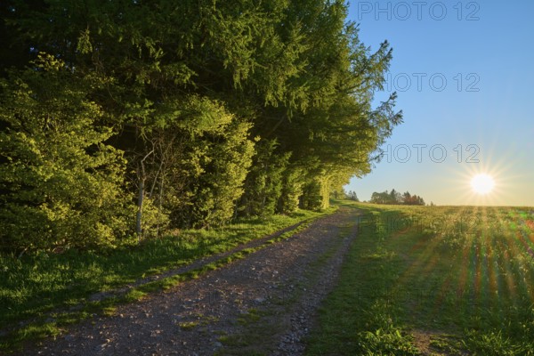 Path through a light-flooded forest at sunset, peaceful atmosphere, spring, Schauinsland, Freiburg