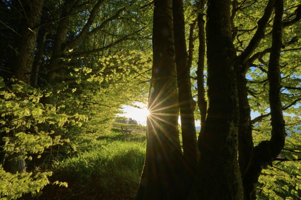 Sunbeams penetrate dense trees in a green, quiet forest, spring, Schauinsland, Freiburg im