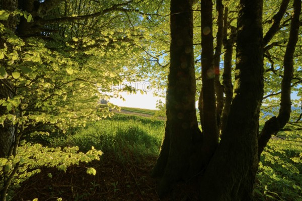 Sunlight floods through dense trees and creates a golden shadow play in the forest, spring,