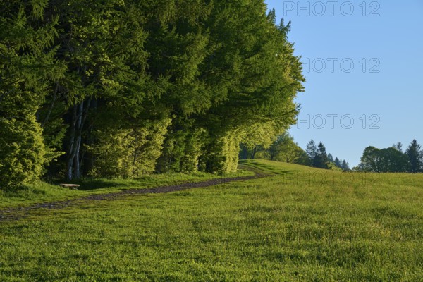 A quiet forest path at the edge of a meadow with dense tree cover, spring, Schauinsland, Freiburg