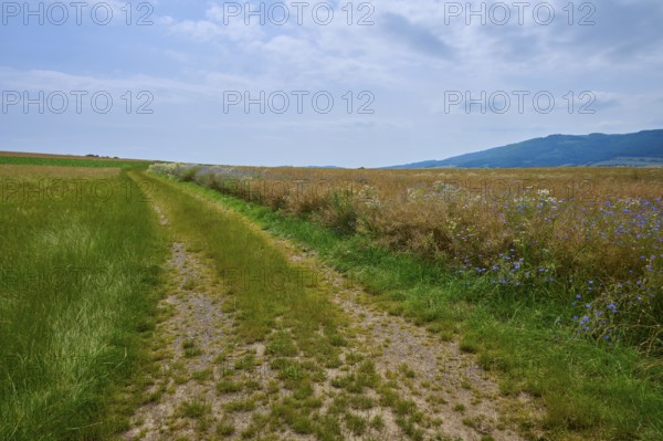 A narrow country lane runs between flowering meadows under a cloudy sky, Orferode, town of Bad