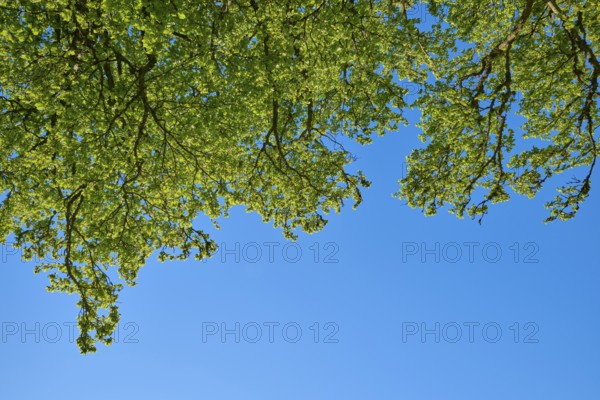Perspective of the beech tree tops against the clear blue sky, fresh spring green, spring,