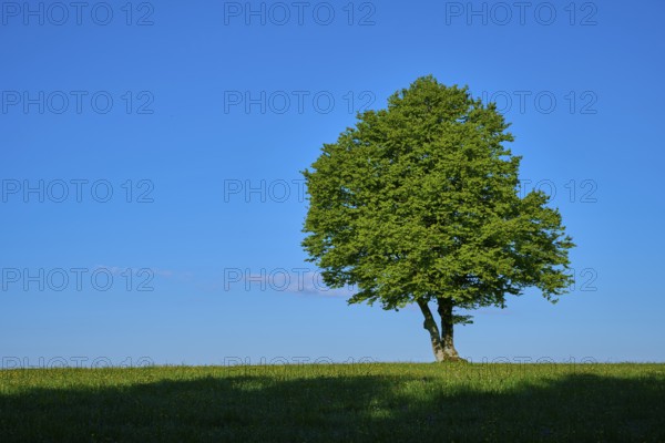 A single green beech tree stands on a green meadow under a blue sky, spring, Schauinsland, Freiburg