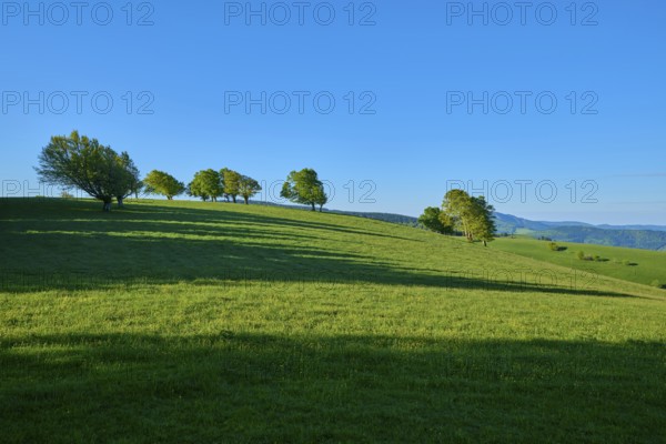 Sunny hilly terrain with long shadows and scattered wind beech trees, spring, Schauinsland,