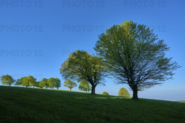 Green beech trees in a meadow under a clear blue sky, quiet nature atmosphere, spring,